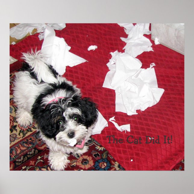 Poster Chiot Havanais (Devant)