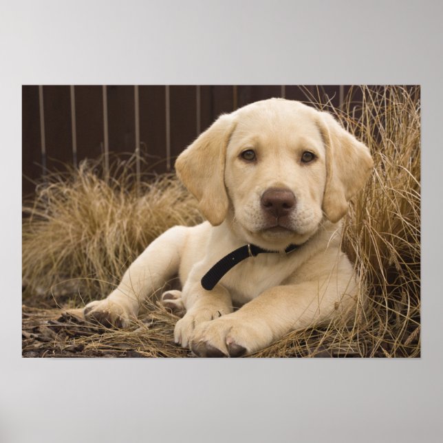 Poster Chiot Labrador Retriever (Devant)