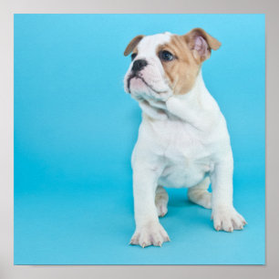 Poster Chiot mignon de bouledogue