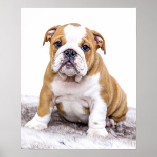 Poster Chiot mignon de bouledogue s'asseyant