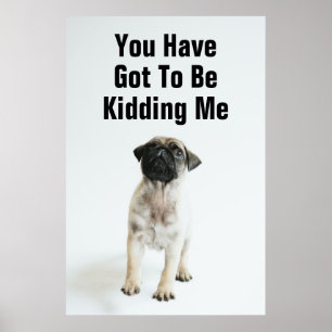 Poster Chiot mignon de carlin