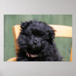 Poster Chiot noir de Pomeranian