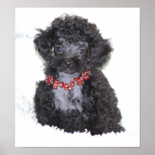 Poster Chiot noir parfait de caniche de jouet