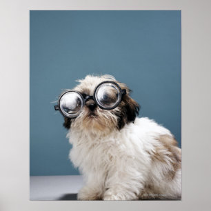 Poster Chiot portant des lunettes épaisses