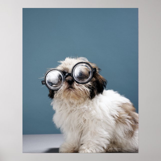 Poster Chiot portant des lunettes épaisses (Devant)