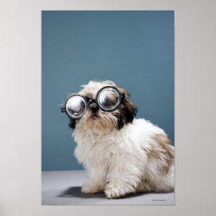 Poster Chiot portant des lunettes épaisses
