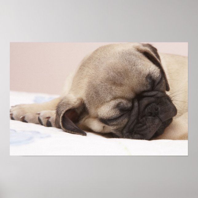 Poster Chiot qui dort rondement (Devant)