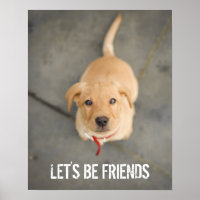 Chiot Red Labrador