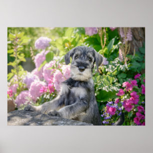 Poster Chiot Schnauzer standard dans un jardin fleuri