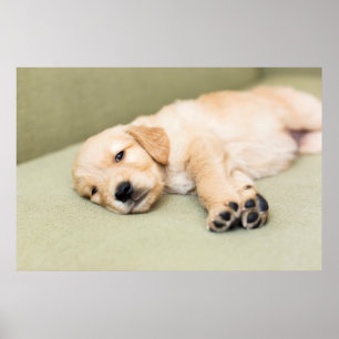 Poster Chiot se couchant sur le sofa