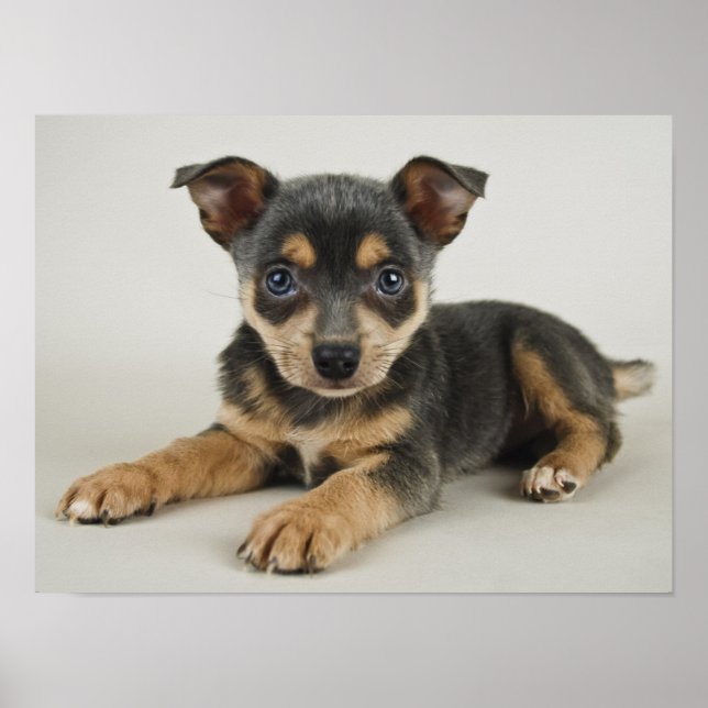 Poster Chiot Très Mignonne Avec Les Yeux Amoureux (Devant)