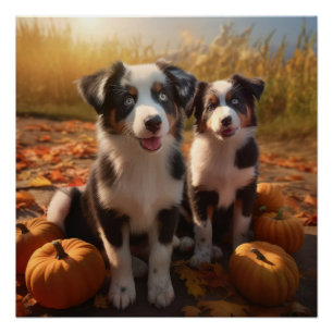 Poster Chiots Berger Australien Automne Délice Citrouille