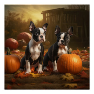 Poster Chiots Boston Terrier Délice d'Automne Citrouille