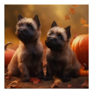Poster Chiots Cairn Terrier Automne Délice Citrouille
