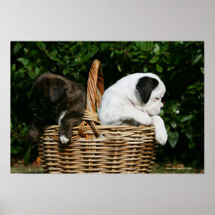 Poster Chiots de boîte dans le panier