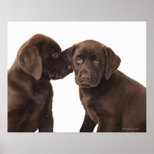 Poster Chiots de récupération de chocolat Labrador