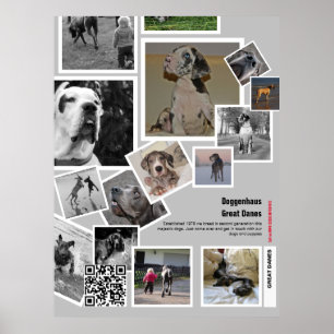 Poster Chiots Dogue Allemand géants à vendre