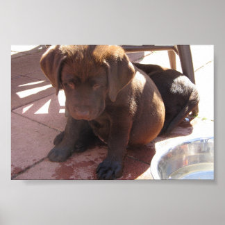 Poster Chiots du Labrador au chocolat
