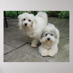 Poster Chiots en huile