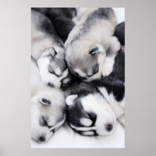 Poster chiots enroués mignons