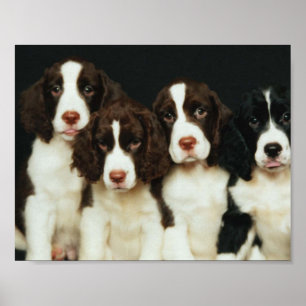 Poster Chiots espagnols Springer anglais (2)