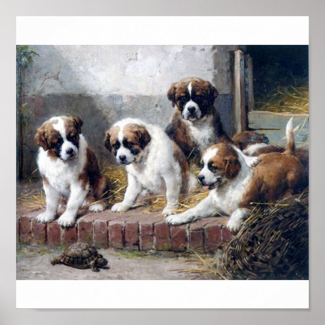 Poster Chiots et tortues Saint Bernard (Devant)