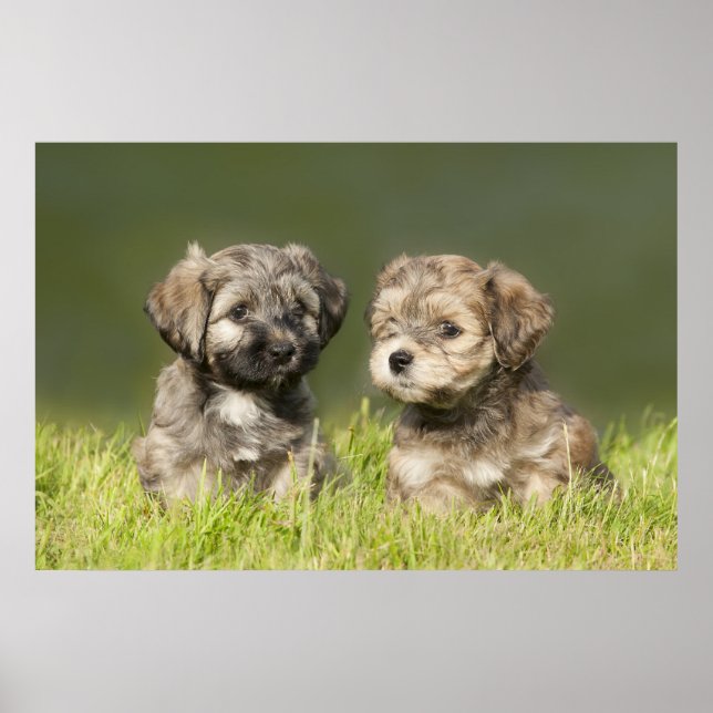 Poster Chiots havanais (Devant)