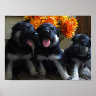 Poster Chiots mignons de berger allemand