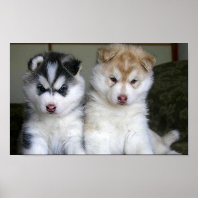 Poster Chiots sibériens Husky (Devant)