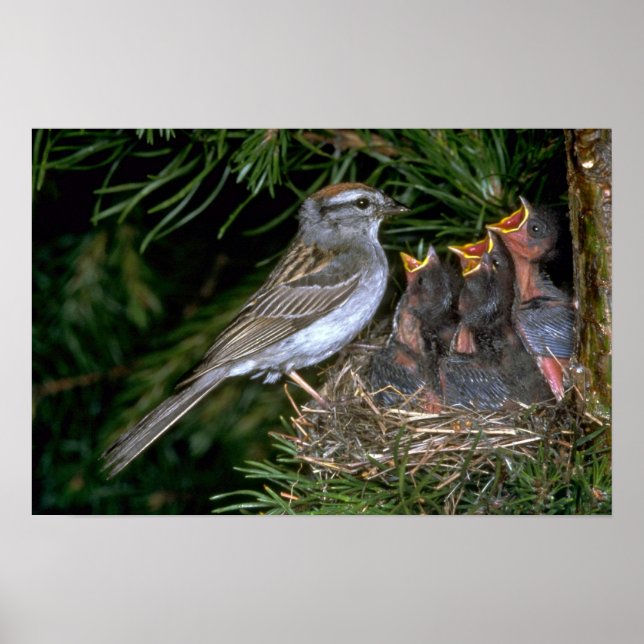 Poster Chip Sparrow nourrissant jeunes (Devant)