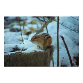 Poster Chipmonk dans la neige