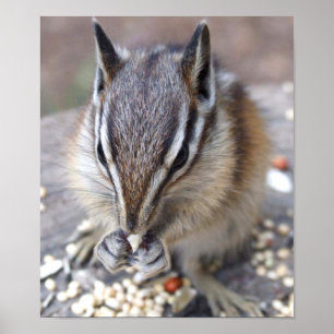 Poster Chipmunk