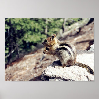 Poster Chipmunk