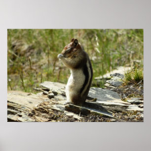 Poster Chipmunk dans le Parc national des Glaciers II