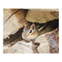 Chipmunk dans une pile de bois