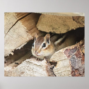 Poster Chipmunk dans une pile de bois