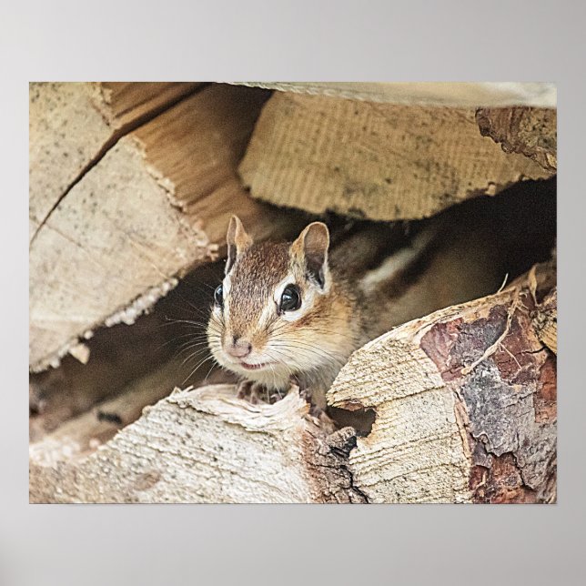 Poster Chipmunk dans une pile de bois (Devant)