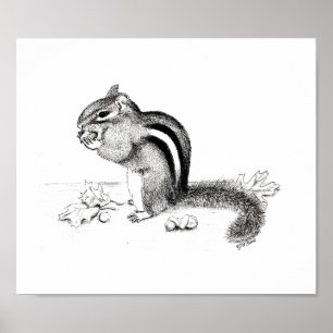 Poster Chipmunk et Acorns