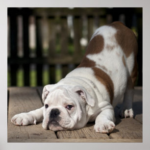 Poster Chippon anglais Bulldog