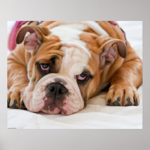 Poster Chippon anglais Bulldog