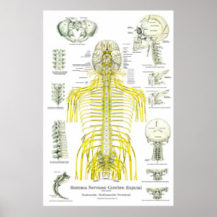 Poster Chiropractie espagnole de subluxations de nerfs