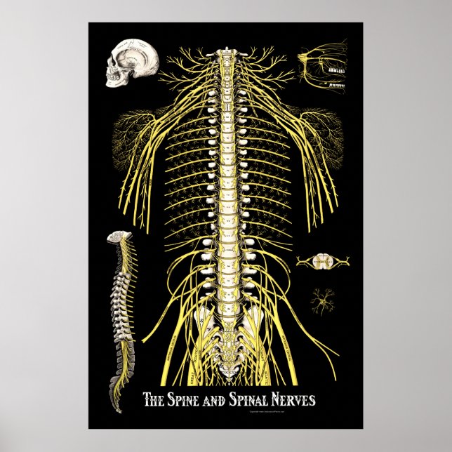 Poster Chiropratique de la colonne vertébrale et de la co (Devant)