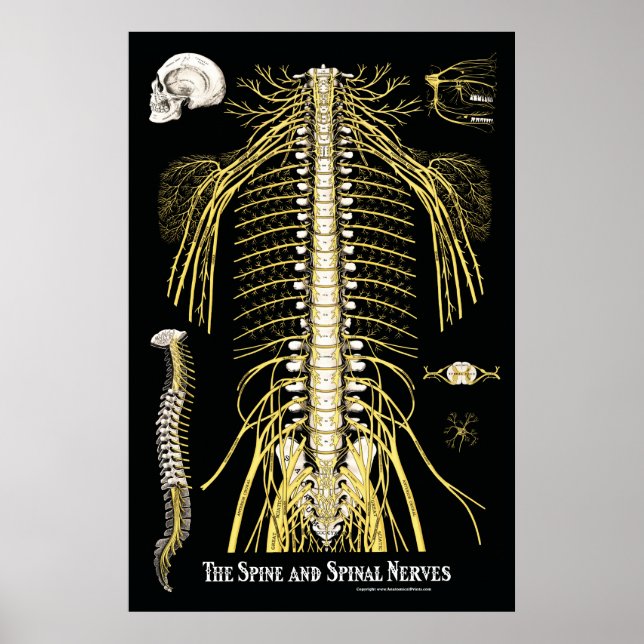 Poster Chiropratique de la colonne vertébrale et des nerf (Devant)