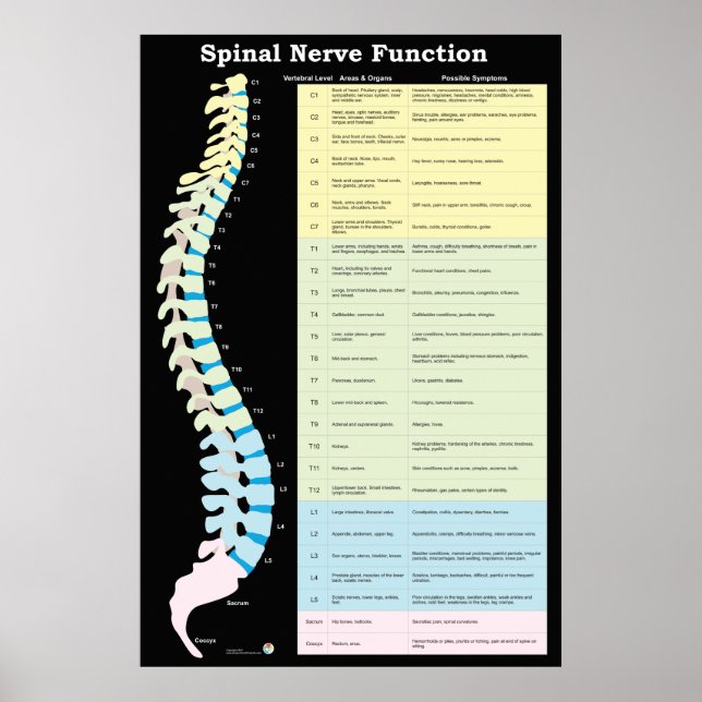 Poster Chiropratique de la fonction nerveux épiniè (Devant)