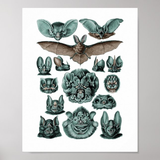 Poster Chiroptères chauves-souris Plaque 67 (Devant)