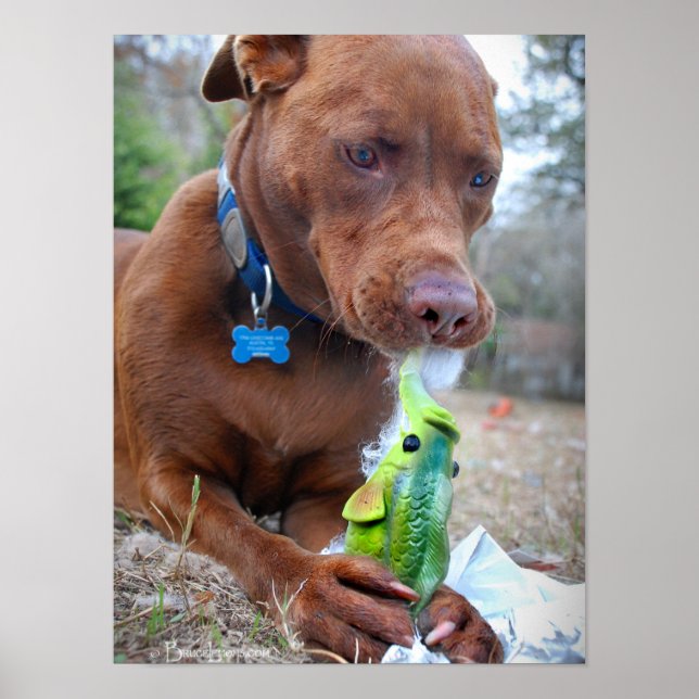 Poster Chocolat Lab Pit Mélanger Chien et Jouet (Devant)