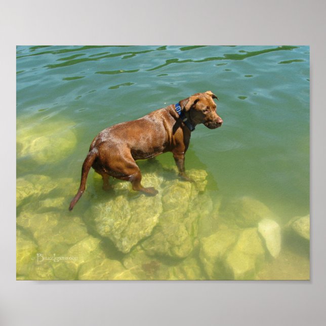 Poster Chocolat Lab Pit Mix Chien Natation (Devant)
