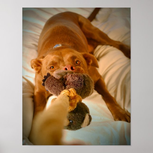 Poster Chocolat Lab Pit Mix Chien Tugging (Devant)