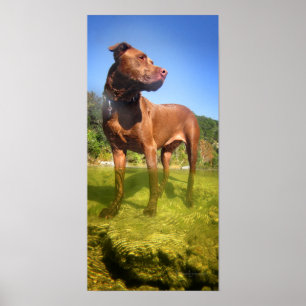 Poster Chocolat Lab Pit Mix Dog Wading