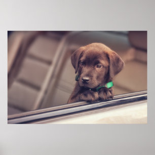 Poster Chocolat Labrador Chiot En Voiture
